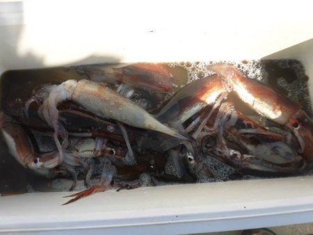 大進丸（愛知） 釣果