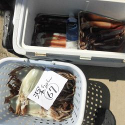 大進丸（愛知） 釣果