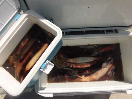 大進丸（愛知） 釣果