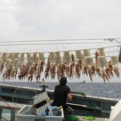 大進丸（愛知） 釣果