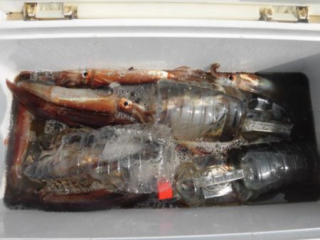 大進丸（愛知） 釣果