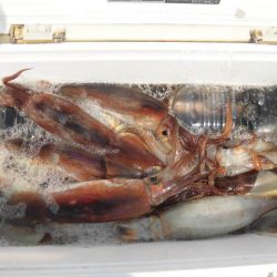 大進丸（愛知） 釣果