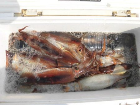 大進丸（愛知） 釣果