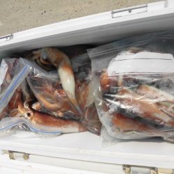 大進丸（愛知） 釣果