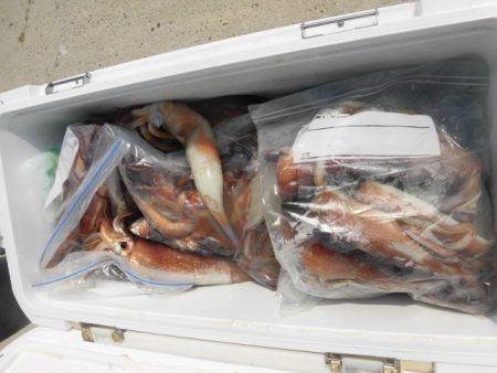 大進丸（愛知） 釣果