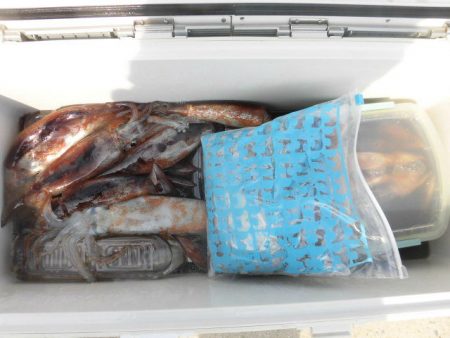 大進丸（愛知） 釣果