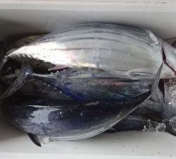 功成丸 釣果