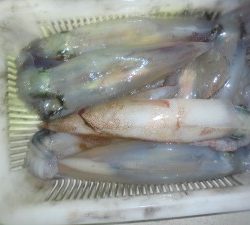 兼六丸 釣果