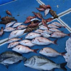 十八宝洋丸 釣果