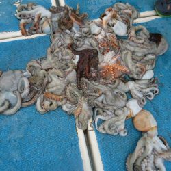 十八宝洋丸 釣果