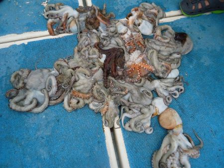 十八宝洋丸 釣果