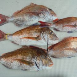 ＨＡＲＵＫＡ丸　はるかまる 釣果