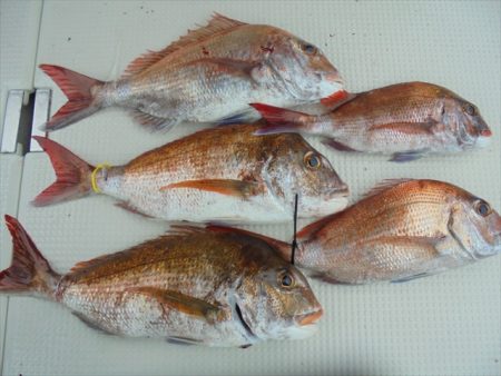 ＨＡＲＵＫＡ丸　はるかまる 釣果