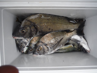 バラモン1号 釣果