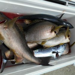 大進丸（愛知） 釣果