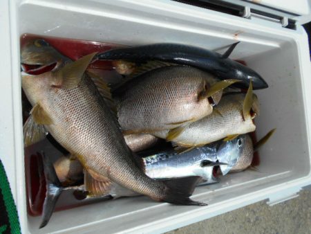 大進丸（愛知） 釣果