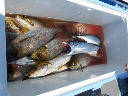 大進丸（愛知） 釣果