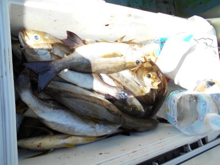 大進丸（愛知） 釣果