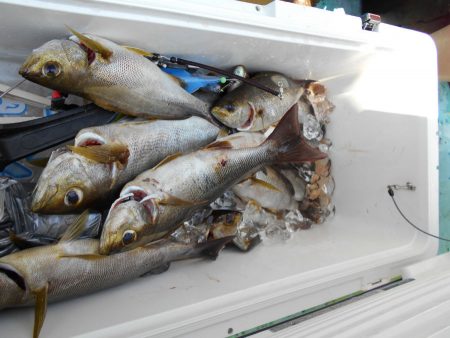 大進丸（愛知） 釣果