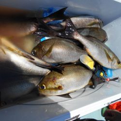 大進丸（愛知） 釣果