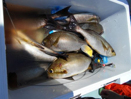 大進丸（愛知） 釣果