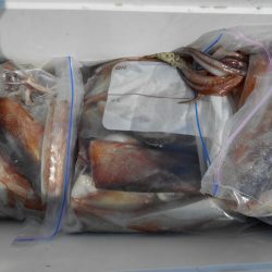 大進丸（愛知） 釣果