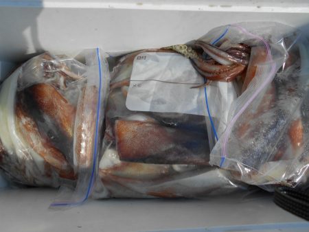 大進丸（愛知） 釣果