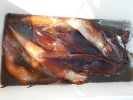 大進丸（愛知） 釣果