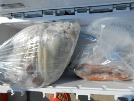 大進丸（愛知） 釣果