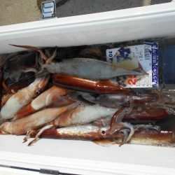 大進丸（愛知） 釣果