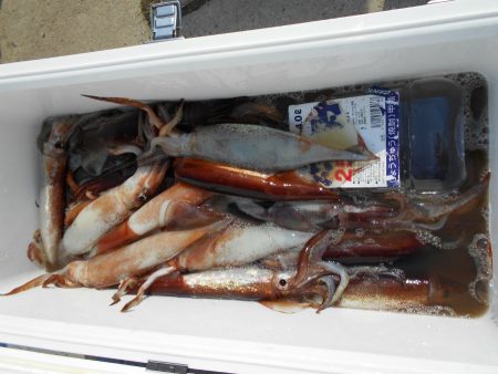 大進丸（愛知） 釣果