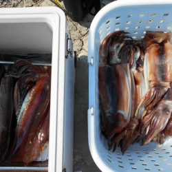 大進丸（愛知） 釣果