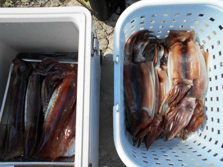 大進丸（愛知） 釣果