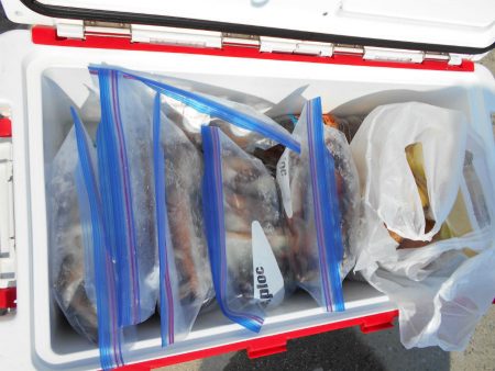 大進丸（愛知） 釣果