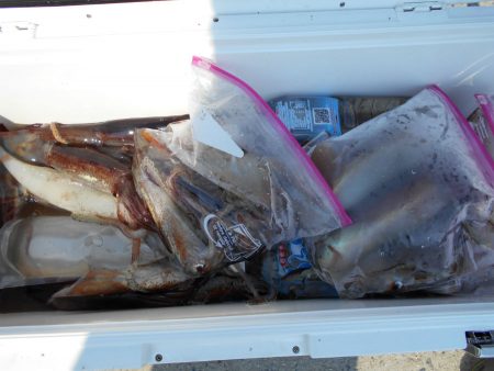 大進丸（愛知） 釣果