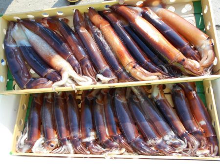 大進丸（愛知） 釣果