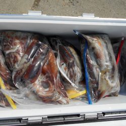 大進丸（愛知） 釣果