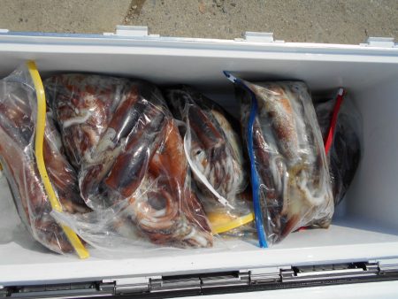 大進丸（愛知） 釣果