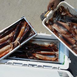 大進丸（愛知） 釣果