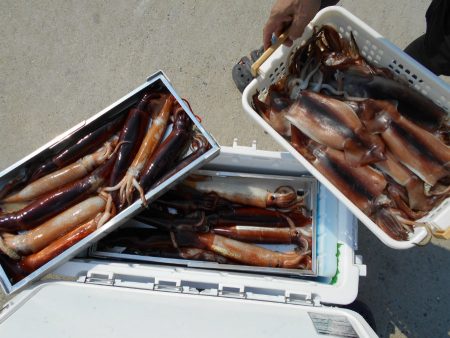 大進丸（愛知） 釣果