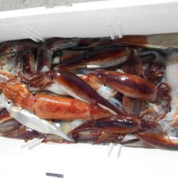 大進丸（愛知） 釣果