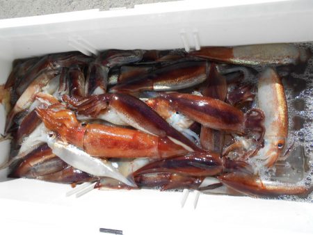 大進丸（愛知） 釣果