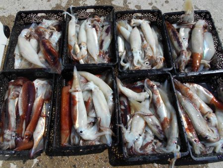 大進丸（愛知） 釣果