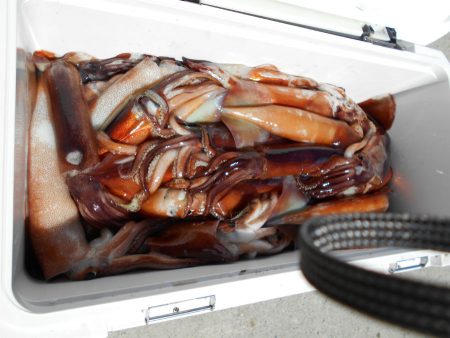 大進丸（愛知） 釣果