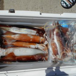 大進丸（愛知） 釣果