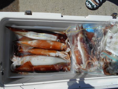 大進丸（愛知） 釣果