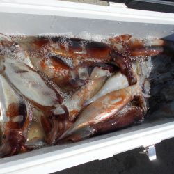 大進丸（愛知） 釣果