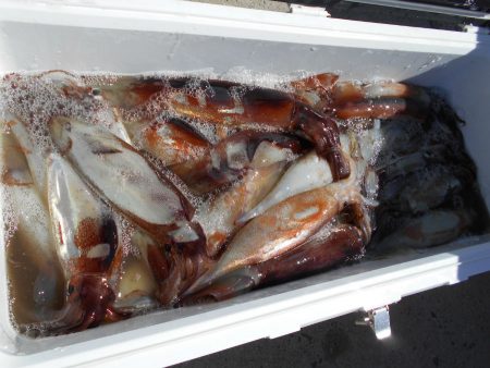 大進丸（愛知） 釣果