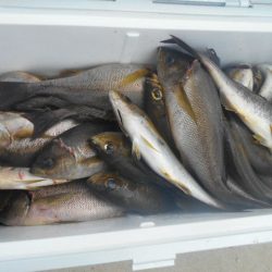 大進丸（愛知） 釣果