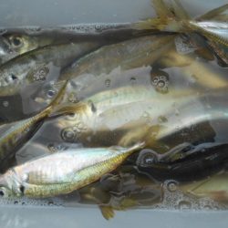 こかわ渡船　雅丸 釣果